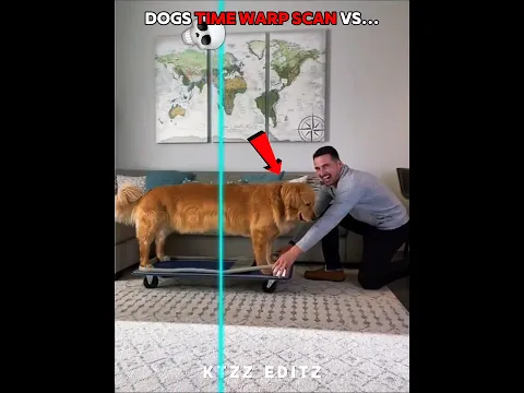 Dogs vs Cats Time Wrap Scan 💀
