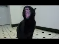 Will Varley - 'Talking Cat Blues' (Official video)