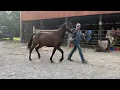 Download Lagu Pending 927 standardbred gelding 5years old 15 H deadline 9/22/25 $950 plus $40 Coggins ￼