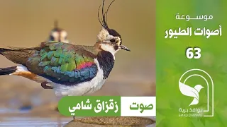 صوت زقزاق شامي قطقاط شمالي Northern Lapwing Sound 