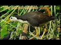 Download Lagu Tiếng chim quốc mồi gọi đàn mp3 | Forest Exploration Studio | Suab noog qaib las