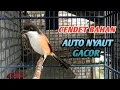 Download Lagu BURUNG PENTET GACOR || suara pancingan cendet bahan agar cepat gacor