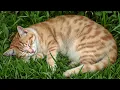 Download Lagu 💤 Kattenmuziek zonder advertenties 🎵 Slaapmuziek voor katten | Rustgevende muziek en katten-tv vo...