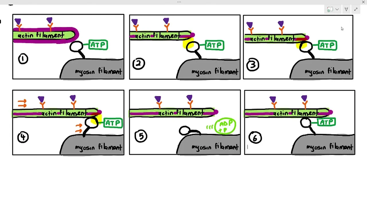 15-19 Sliding Filament Theory (Cambridge AS A Level Biology, 9700)