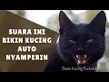 Lagu Suara Ini Bikin Kucing Auto Nyamperin | Suara Kucing Berkelahi Keras