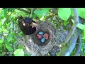🐦🌧️ Birds Singing After a Gentle Shower 🍀 Peaceful Forest Ambience for Stress Relief and Relaxation