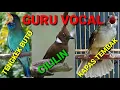 Download Lagu Masteran Kombinasi, 3in1 Tengkek Buto,Cililin,Kapas Tembak||Guru Vocal Murai Batu