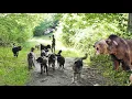 Download Lagu IN VARF DE MUNTE, 15 CAINI CIOBANESTI SI 500 DE OI ALE LUI ADRIAN MIRICA,SUNT MEREU PUSE IN PERICOL!