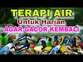 Lagu TERAPI AIR HARIAN AGAR BURUNG RAJIN BUNYI LAGI, TERAPI AIR UNTUK SEMUA JENIS BURUNG MACET BUNYI 