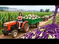 Buy 1000+ Tons Corn from Farmer, Use Truck to Harvest Many Corn Go to Market Sell