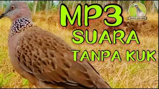 mp3 suara tekukur tanpa kuk