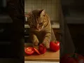 Download Lagu Kucing Jago Masak! Potong Tomat Kaya Chef Profesional πΊπ
MP3