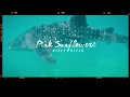 Dizzy Dizzo - Pink Sunflowers 粉紅太陽花