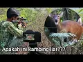 Download Lagu Berburu kambing liar \u0026 Ayam hutan
