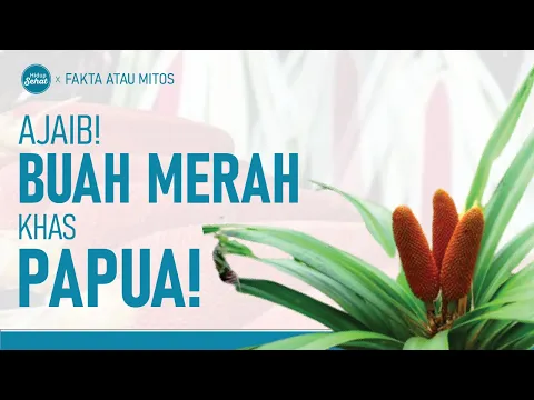 Buah Merah Papua dan Manfaatnya Untuk Kesehatan