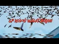 Download Lagu sp koloni walet birahi