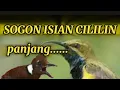 Lagu MASTERAN SOGON ISIAN CILILIN PANJAANG.....!!!