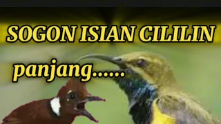 masteran sogon isian cililin panjaang 