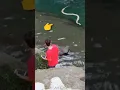 Download Lagu 😱 पानी में घुसा साँप 🐍 Snake in the Water 😳😲 #shorts