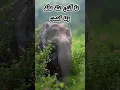 Download Lagu Surah - 111 - Al-Masad - Accurate Tajweed recitation of Quran - Mahmoud Khaleel Al-Hussary