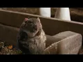 Fat Templeton the Rat Charlotte s Web 2006