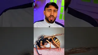 اخطر دبور في العالم 