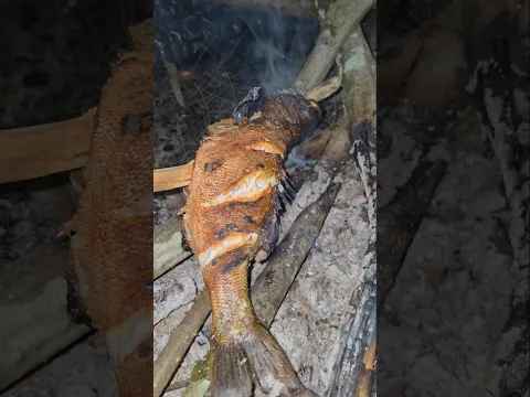 A night in the woods eating what I catch and forage