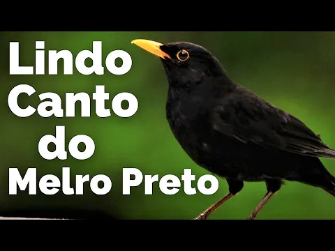 Download MP3 Canto de Passarinhos  Pássaro Melro Preto Cantando!
