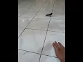 SIKATAN kipas jinak