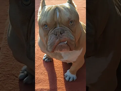 এই কিউট American Bully Puppy-কে দেখলে মন ভালো হয়ে যাবে! 🐶 #shorts