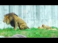 Lagu Adorable Lion Cubs Follow Their Dad Earth with Pure Hearts🦁❤️