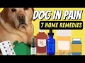 Dog in Pain 7 Effective Home Remedies