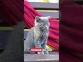 Download Lagu kesendirian ku membuat aku sepi tanpamu hidup ku tak berarti #cat #kucing #kitten