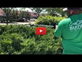 How to properly trim a Juniper Bush