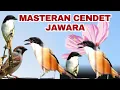 Download Lagu BURUNG CENDET GACOR FULL ISIAN COCOK UNTUK MASTERAN TROTOL JAHAT