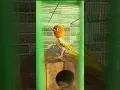 Download Lagu LOVE BIRD KONSLET \