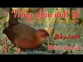 Download Lagu Tiếng chim mắt đỏ | CHẰNG NGHỊCH |  quốc hoa | Bản bẫy lưới đêm chuẩn