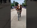 Download Lagu Funny animals videos #shorts #shortsfeed #ytshorts #funnycows #funnycowvideo #funnyanimals #funny