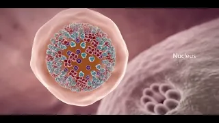 COVID 19 Animation What Happens If You Get Coronavirus  COVID 19 Animation What Happens If You Get Coronavirus