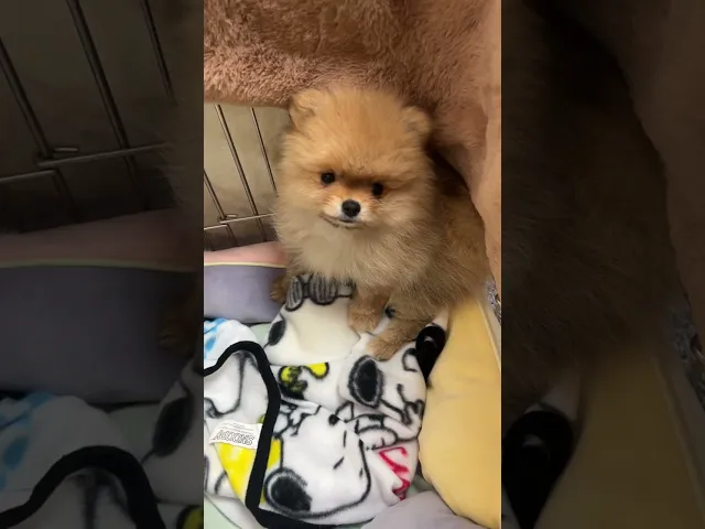 動画