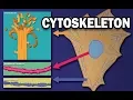 THE CYTOSKELETON - MICROTUBULES INTERMEDIATE FILAMENTS MICROFILAMENTS