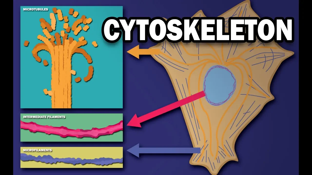 THE CYTOSKELETON - MICROTUBULES, INTERMEDIATE FILAMENTS, MICROFILAMENTS