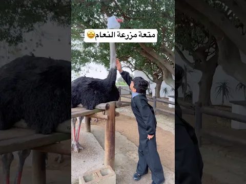 مزرعة النعام🤓