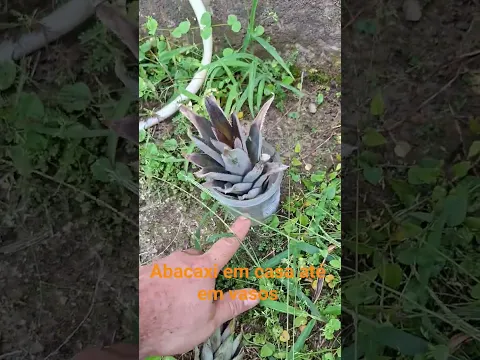 abacaxi plantado em 1 minuto. #horta #plantas #abacaxi