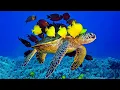 Download Lagu Beautiful Relaxing Music - Stop Overthinking, Stress Relief Music, Sleep Music, Calming Music #69