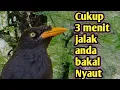 Download Lagu Cukup 3 Menit Jalak Kebo Langsung Gacor Emosi ‼️ ocehan jalak kebo jantan gacor