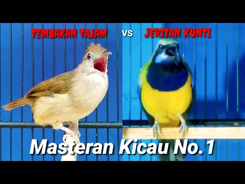 Download MP3 Cucak Cungkok Vs Kapas Tembak Masteran Kicau No.1 Paling Dipakai Kicau Mania