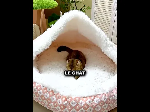 🐱 Elle achète le lit parfait pour son chat