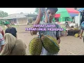 Lagu LIHAT PENGUNJUNG DARI SIDOARJO SURABAYA BELI DURIAN ALPUKAT SEPAKAT HARGA ADA YANG DI CUKIT DISINI