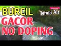 Download Lagu GACOR NO DOPING‼️ Suara Air Terapi Burung Macet Bunyi, Pancingan Kicauan Burung Kecil Di Alam Liar 
